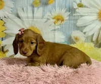 Ivy, a female Miniature Dachshund for sale in Ripley, MS – 7 of 10