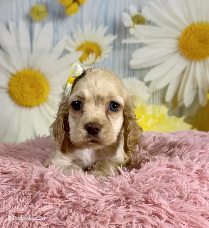 Harper – Cocker Spaniel puppy for sale in Ripley, MS