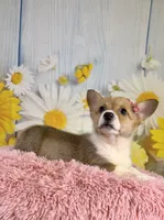 Jellybean , a female Pembroke Welsh Corgi for sale in Ripley, MS – 2 of 10