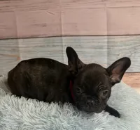 Gunner, a male French Bulldog for sale in Ripley, MS – 5 of 6