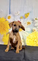 Ruby, a female Chihuahua and Miniature Dachshund for sale in Ripley, MS – 9 of 10