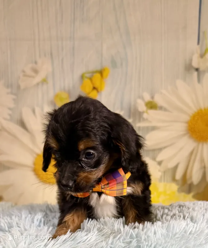 Bandit  – Aussiedoodle puppy for sale in Ripley, MS