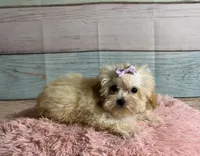 Honey, a female Poodle - Toy  for sale in Ripley, MS – 4 of 7