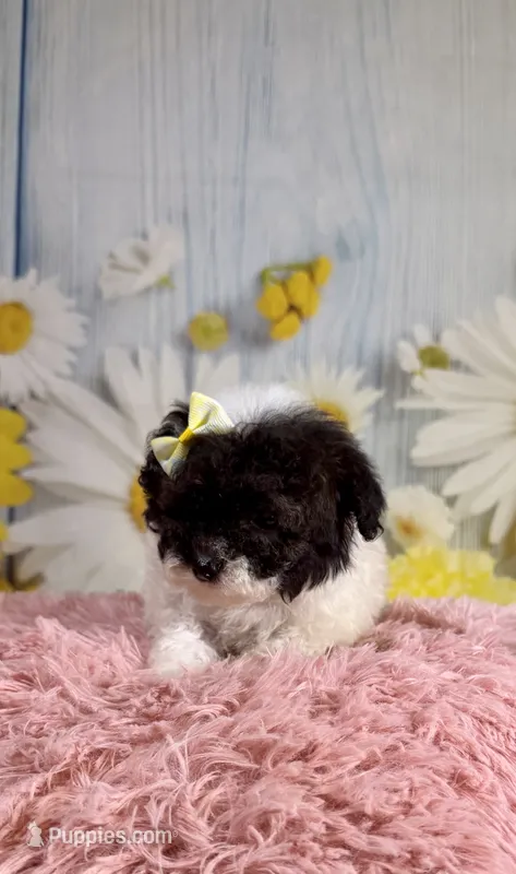 Fancy – Poodle - Toy , Poodle - Miniature  puppy for sale in Ripley, MS