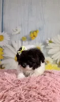 Fancy, a female Poodle - Toy  and Poodle - Miniature  for sale in Ripley, MS – 1 of 9