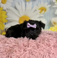 Lulu, a female Morkie for sale in Ripley, MS – 4 of 10