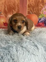 Ash, a male Miniature Dachshund for sale in Ripley, MS – 2 of 10