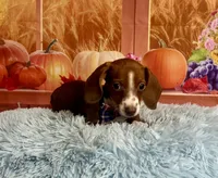 Ray, a male Miniature Dachshund for sale in Ripley, MS – 2 of 8