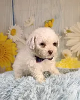 Romeo, a male Poodle - Toy  and Poodle - Miniature  for sale in Ripley, MS – 5 of 7