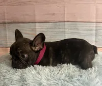 Gunner, a male French Bulldog for sale in Ripley, MS – 3 of 6