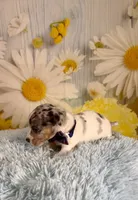 Skylar , a male Teddy Roosevelt Terrier for sale in Ripley, MS – 7 of 10