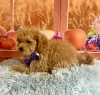 Ben, a male Cavapoo for sale in Ripley, MS – 6 of 8
