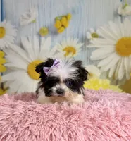 Dot, a female Pekingese and Shih Tzu for sale in Ripley, MS – 8 of 8