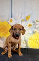 Gus, a male Chihuahua and Miniature Dachshund for sale in Ripley, MS – 4 of 7