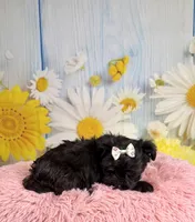 Minnie, a female Morkie for sale in Ripley, MS – 6 of 10