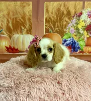 Molly, a female Cocker Spaniel for sale in Ripley, MS – 6 of 9