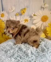 Jasper, a male Pomeranian for sale in Ripley, MS – 2 of 10