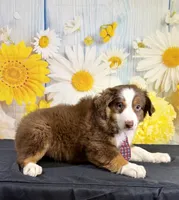 Cody, a male Miniature Australian Shepherd for sale in Ripley, MS – 2 of 2