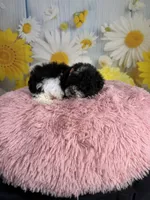 Ellie, a female Poodle - Toy  for sale in Ripley, MS – 8 of 10