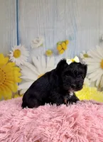 Nova , a female Miniature Schnauzer for sale in Ripley, MS – 6 of 6