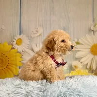 Finn, a male Miniature Goldendoodle for sale in Ripley, MS – 8 of 10