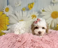 Bonnie, a female Miniature Goldendoodle for sale in Ripley, MS – 7 of 10