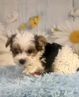 Jasper, a male Yorkshire Terrier for sale in Ripley, MS – 9 of 10