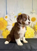 Hunter, a male Miniature Australian Shepherd for sale in Ripley, MS – 4 of 8
