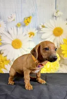 Rolo, a male Chihuahua and Miniature Dachshund for sale in Ripley, MS – 5 of 7