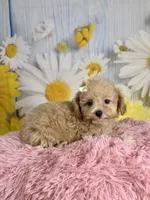 Honey , a female Poodle - Toy  for sale in Ripley, MS – 3 of 10