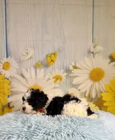Oreo, a male Cavapoo for sale in Ripley, MS – 2 of 7