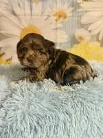 Bojangles , a male Cocker Spaniel for sale in Ripley, MS – 10 of 10