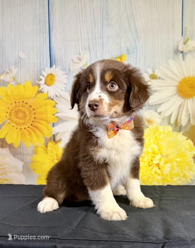 Hunter – Miniature Australian Shepherd puppy for sale in Ripley, MS