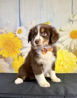 Hunter, a male Miniature Australian Shepherd for sale in Ripley, MS – 1 of 8