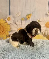 Charles, a male Cocker Spaniel for sale in Ripley, MS – 10 of 10