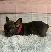Gunner, a male French Bulldog for sale in Ripley, MS – 6 of 6