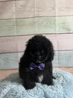 Pepper, a male Maltipoo for sale in Ripley, MS – 7 of 10