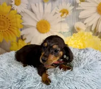 Ryder, a male Miniature Dachshund for sale in Ripley, MS – 5 of 10