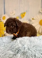 Winston, a male Poodle - Toy  and Poodle - Miniature  for sale in Ripley, MS – 2 of 8