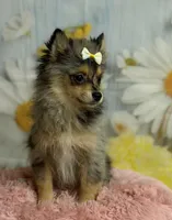 Millie, a female Pomeranian for sale in Ripley, MS – 6 of 10