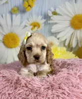 Harper, a female Cocker Spaniel for sale in Ripley, MS – 8 of 9