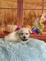 Cody, a male Maltipoo for sale in Ripley, MS – 2 of 6