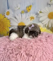     Violet, a female Poodle - Toy  for sale in Ripley, MS – 2 of 10