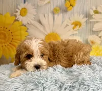 Otis, a male Miniature Goldendoodle for sale in Ripley, MS – 9 of 10