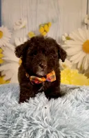 Winston, a male Poodle - Toy  and Poodle - Miniature  for sale in Ripley, MS – 3 of 8