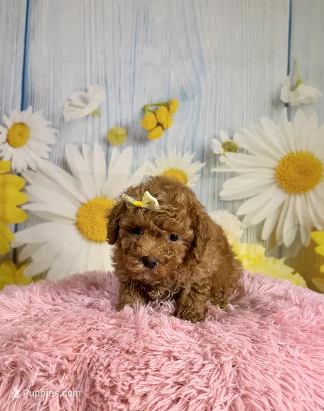 Rosie – Poodle - Miniature  puppy for sale in Ripley, MS