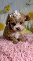 Hattie, a female Poochon for sale in Ripley, MS – 2 of 8