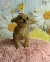 Jill, a female Yorkipoo for sale in Ripley, MS – 3 of 7
