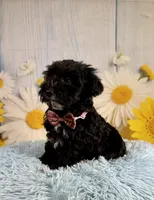 Tony, a male Miniature Schnauzer for sale in Ripley, MS – 5 of 9