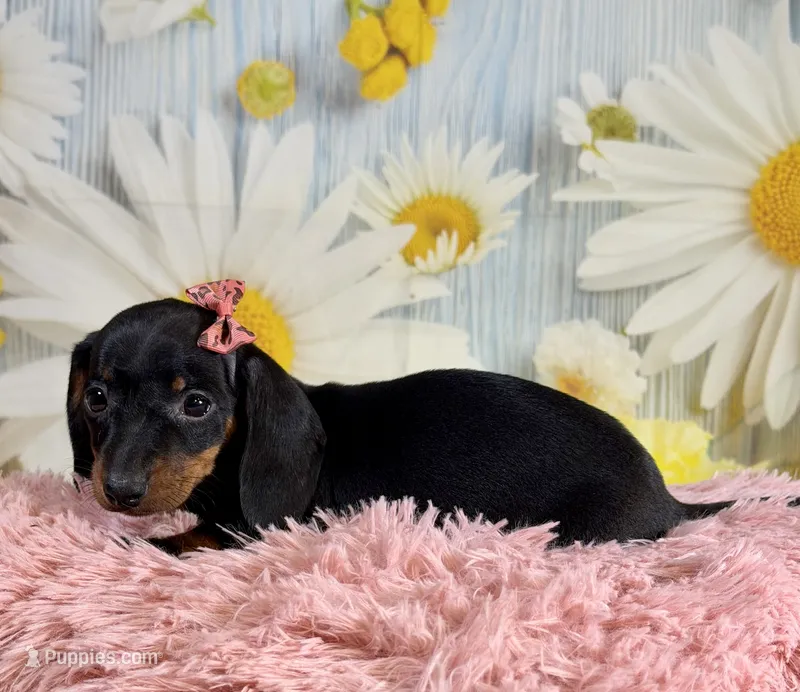 Star – Miniature Dachshund puppy for sale in Ripley, MS